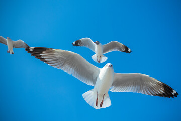 Seagull in the sky in Thailand.