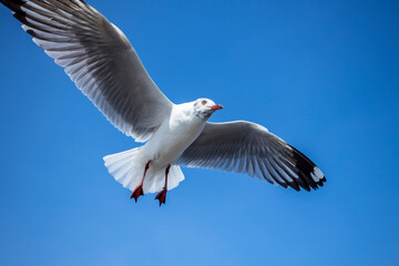 Obraz premium Seagull in the sky in Thailand.