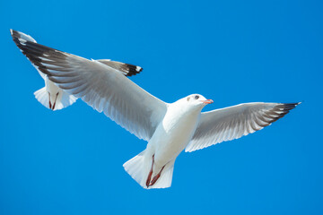 Seagull in the sky in Thailand.