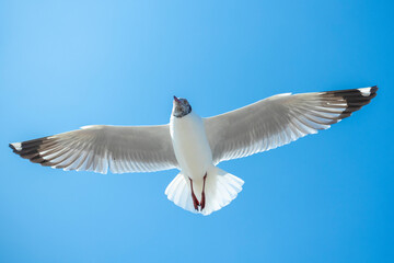 Seagull in the sky in Thailand.