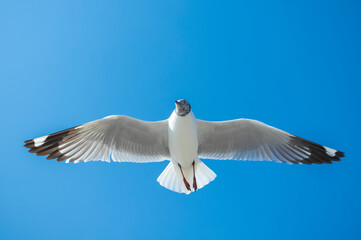 Seagull in the sky in Thailand.
