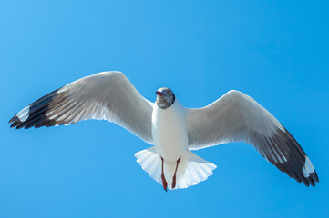 Seagull in the sky in Thailand.