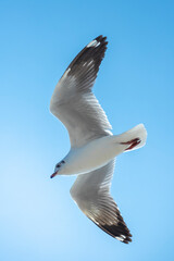 Seagull in the sky in Thailand.
