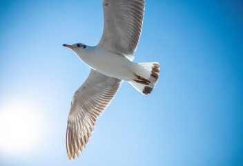 Seagull in the sky in Thailand.