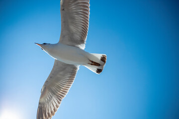 Seagull in the sky in Thailand.