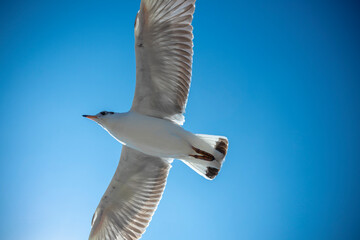 Seagull in the sky in Thailand.