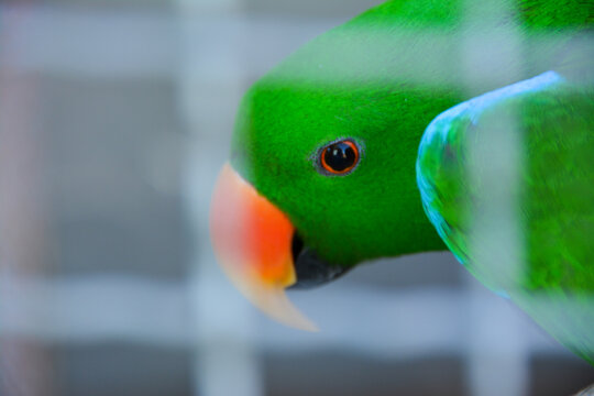 parot