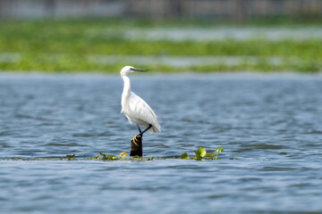 Close-up of a standing little egret
