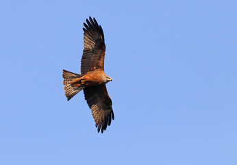 Beautiful adult red kite (Milvus milvus) in flight with blue sky background at the sunset. Flying bird of prey with vibrant colors and space for text. Taken in Spain.