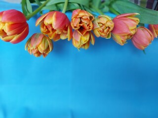 Orangefarbene Tulpen von oben hängend vor blauem Hintergrund