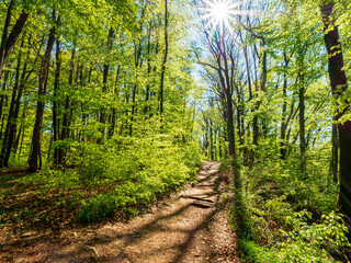 Bavarian Forest gravel trail path with nature sun rays though the tree spots