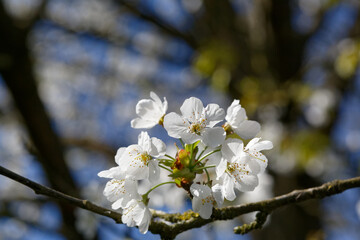 fleurs blanches de merisier le printemps.