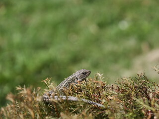 lizard on the grass