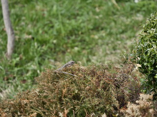lizard on the grass