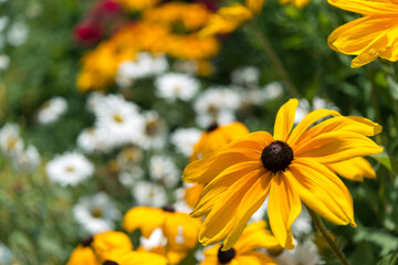 yellow rudbeckia flower and out of focus white daisies in the back