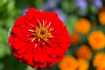 bright red zinnia flower close up (with out of focus marigolds)