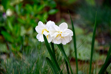 Blooming narcissus flowers. Spring flowers background