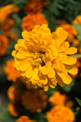 orange yellow zinnia blossom in the sun