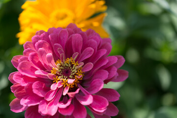 pink and yellow orange zinnia blossoms in the garden