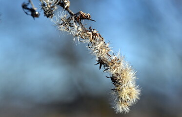 Stängel mit trockenen Samen im Winter