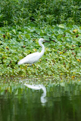 Close-up of a standing little egret