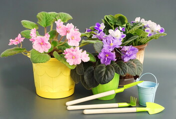 Saintpaulia ( African violets, Streptocarpus teitensis ) with blue and  pink flowers in a pot. Green home plants and garden tools. Spring violets side view.	