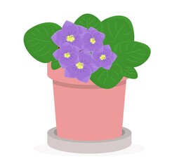 violet in a pot