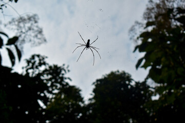 Spider wasp made between two trees from the bottom angle