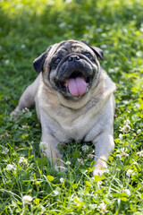 A pug sits on a meadow and watches the area