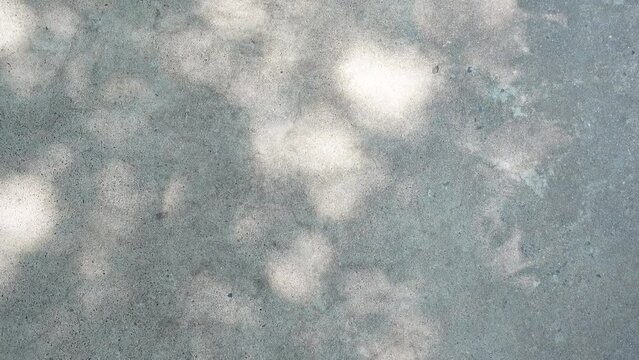 Tree leaves in sunlight beautiful shadow on reflect on concrete wall