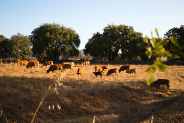 Cows in a hay field, grazing on green grass on a cow farm, a beautiful landscape of cows in the countryside in any season of the year.