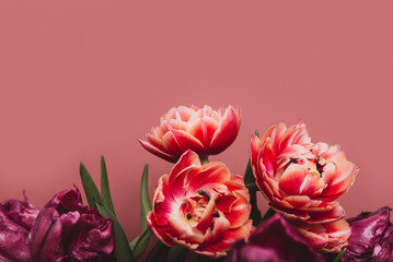 Fototapeta premium Beautiful Bunch of Peony and Parrot Style Tulips in the Vase on the dusty pink background, spring holiday concept, copy space