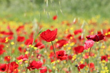 Obraz premium Papaveri