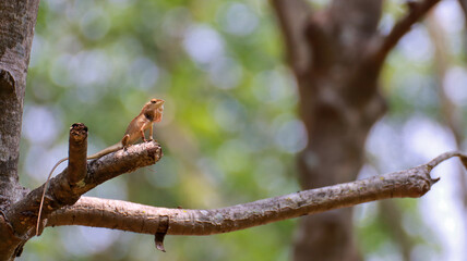 Thai chameleon on a tree with blurred green bokeh background