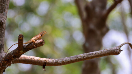 Thai chameleon on a tree with blurred green bokeh background
