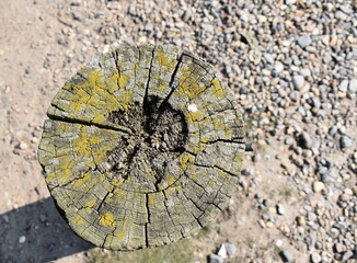 old cracked log