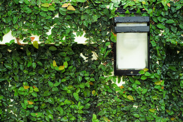 Selective focus on the outdoor lamp on the wall surrounded by the fig tree covered on the surface of cement wall
