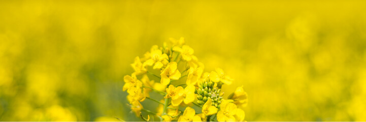 Flowering rapeseed with cloudy sky during springtime. Blooming canola fields, rape on the field in summer. Bright yellow rapeseed flowers