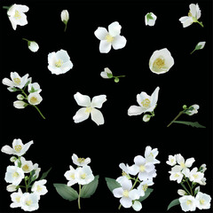 jasmine flowers isolated on black background