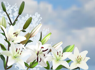 lily large flowers group on blue background