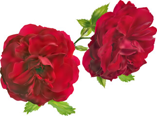 two red rose flower blooms isolated on white