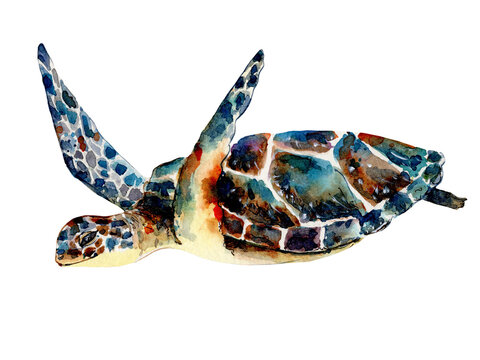 Illustration sea turtle painted in watercolours. The image of sea creatures swimming underwater world.Amphibian reptiles painted with brushes and isolated on a white background