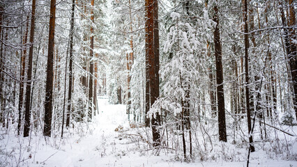 Fluffy young Christmas trees covered with snow among the trunks of pines and birches in the winter forest. Winter landscape. The concept of winter walks