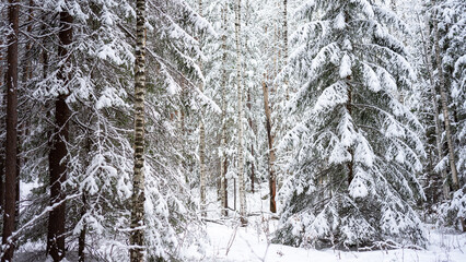 Fluffy spruces covered with snow in the winter forest. Winter landscape with snow-covered trees. The concept of winter walks, activities and the celebration of the new year and christmas