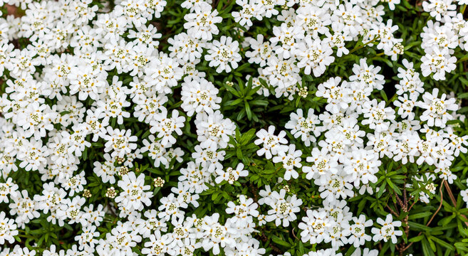 Iberis sempervirens - White SNOW CONE ground cover plant. Large foliage of leaf full frame texture. Seamless and Full Frame Shot Of little white flowers nature panoramic 
background. Web banner