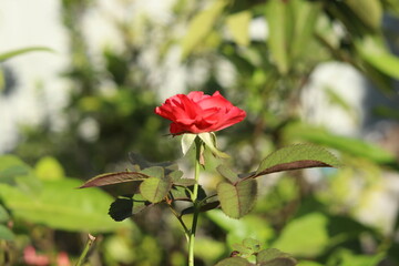 red rose in the garden