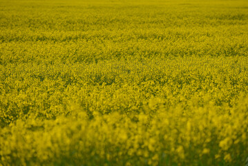 field of rapeseed