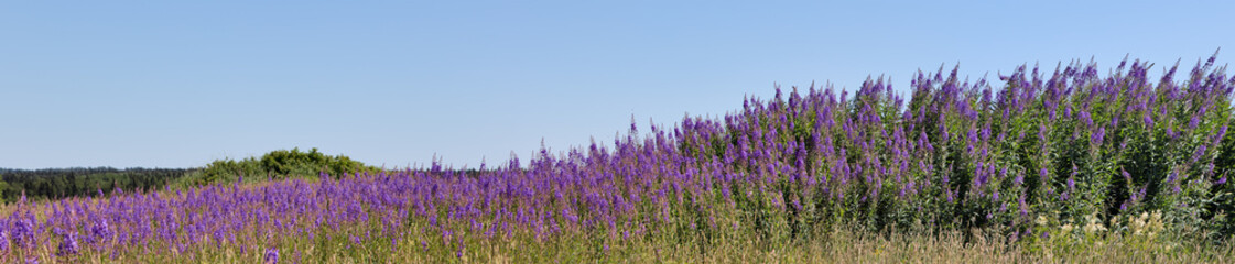Obraz premium violet wildflowers in field under clear sky