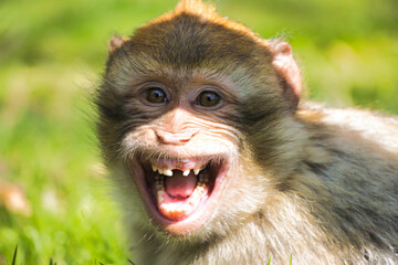 barbary macaque
Berber affe