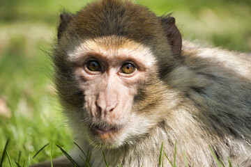 barbary macaque
Berber affe